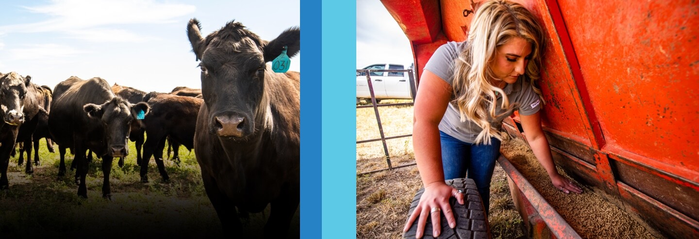Animals and woman patting down feed for animals