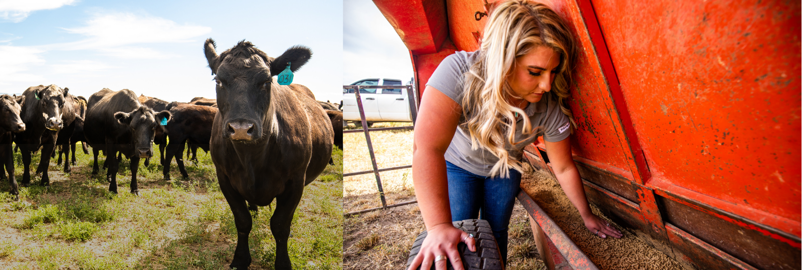 Animals and woman patting down feed for animals
