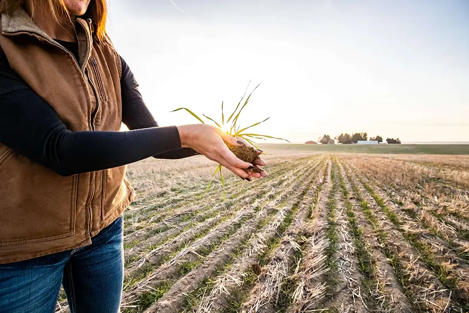 Person holding a plant in their hands
