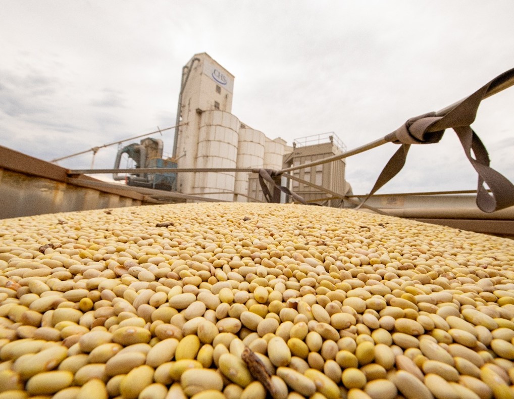 Close-up de grãos de soja amarelos em um contêiner de transporte em uma unidade de grãos da CHS, com grandes silos brancos e equipamentos de processamento ao fundo sob um céu nublado.