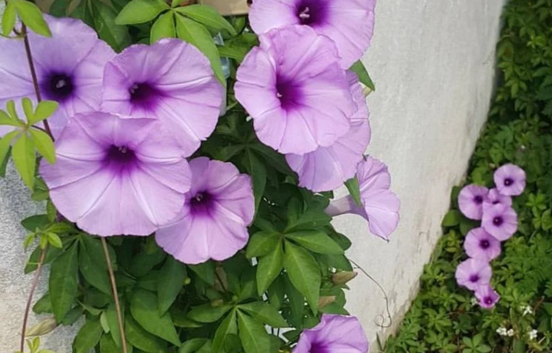 Creeper Plant Perspective Test