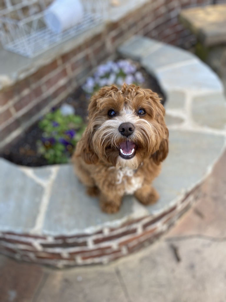 CLARITY ROBOTICS Test
