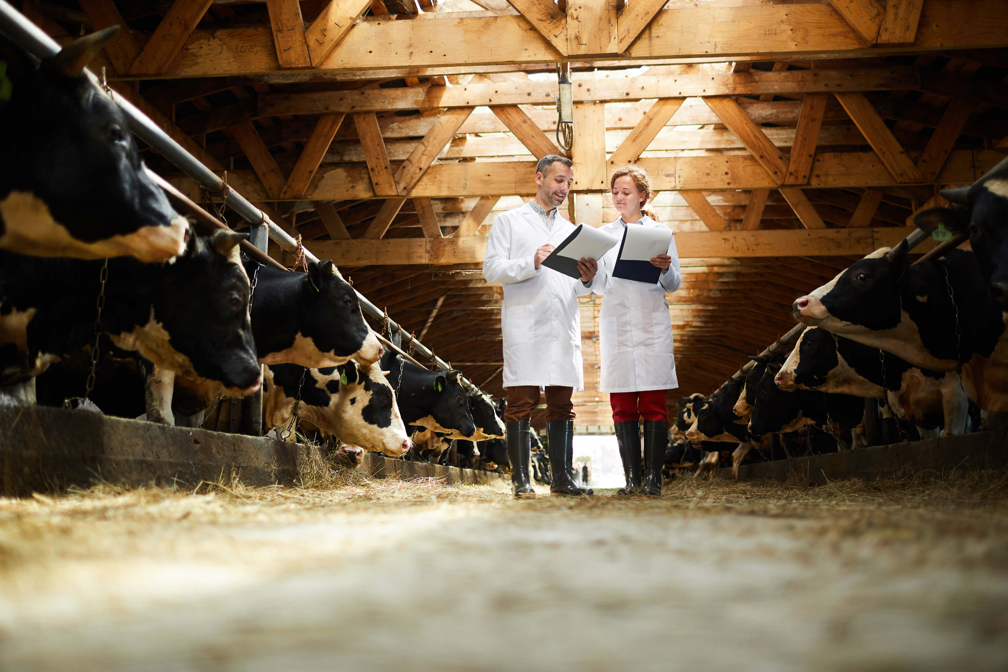 Two scientists standing in a barn together with clipboards