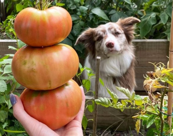 Environmental Wellbeing