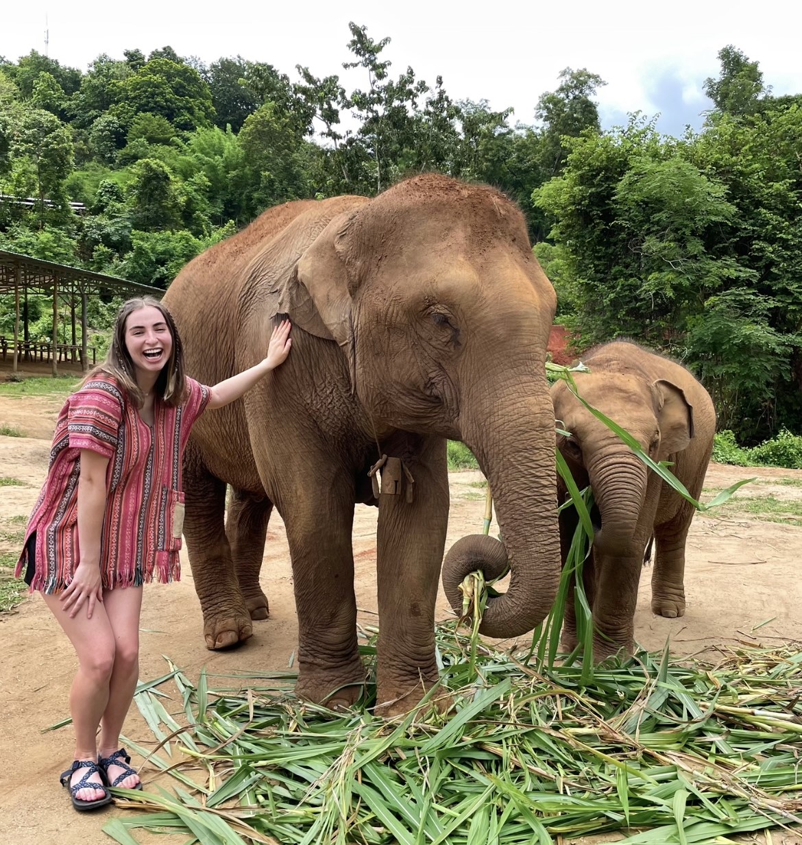 Caoimhe travelling encountering elephants.