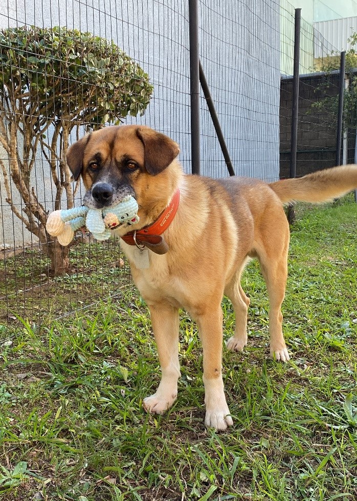 Dog holding a toy in his mouth