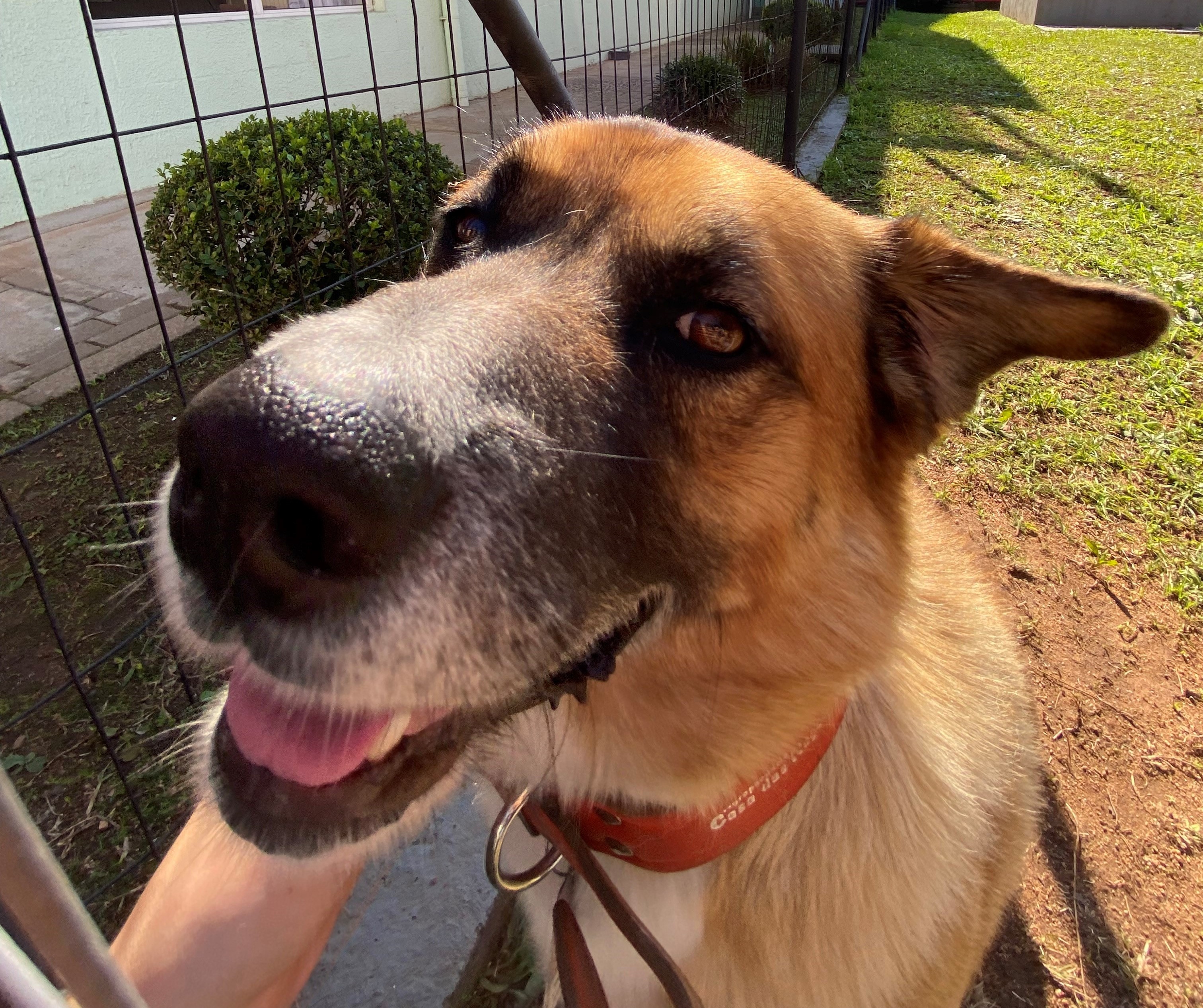 Close up image of dog's face