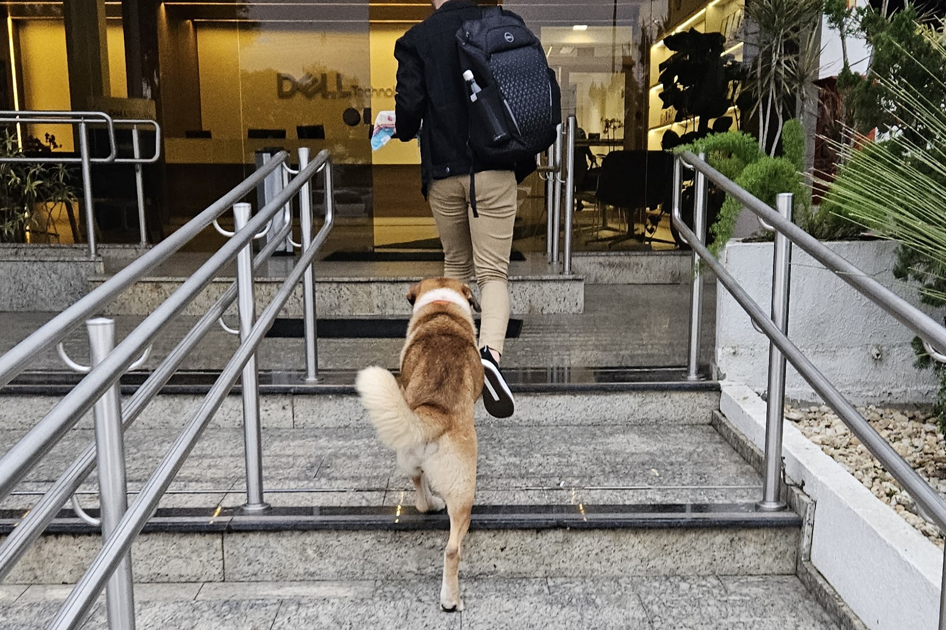 Dog walking up stairs following an employee carrying food