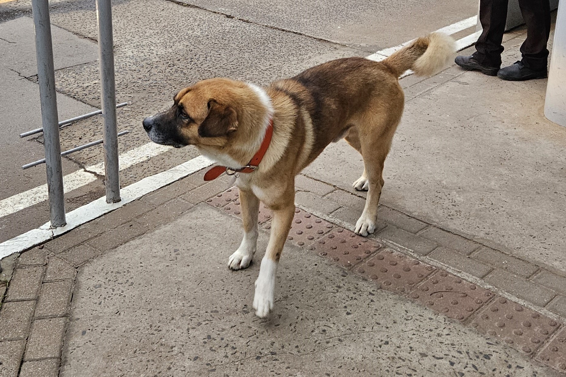 Dog standing at office front entrance