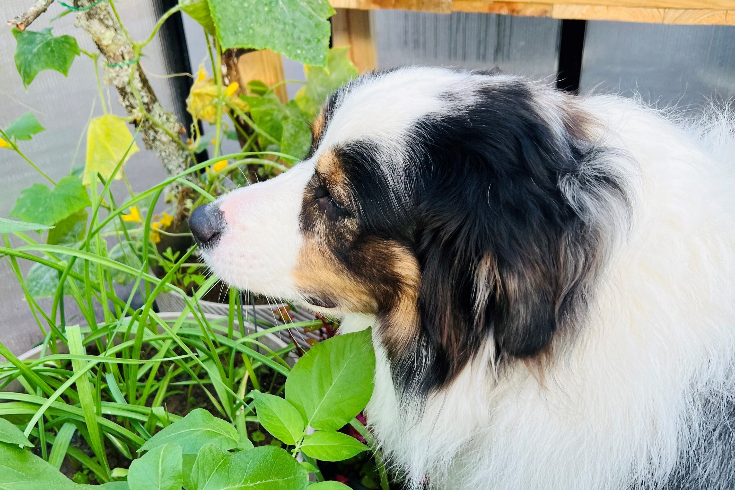 One of Krystal's dogs in the garden