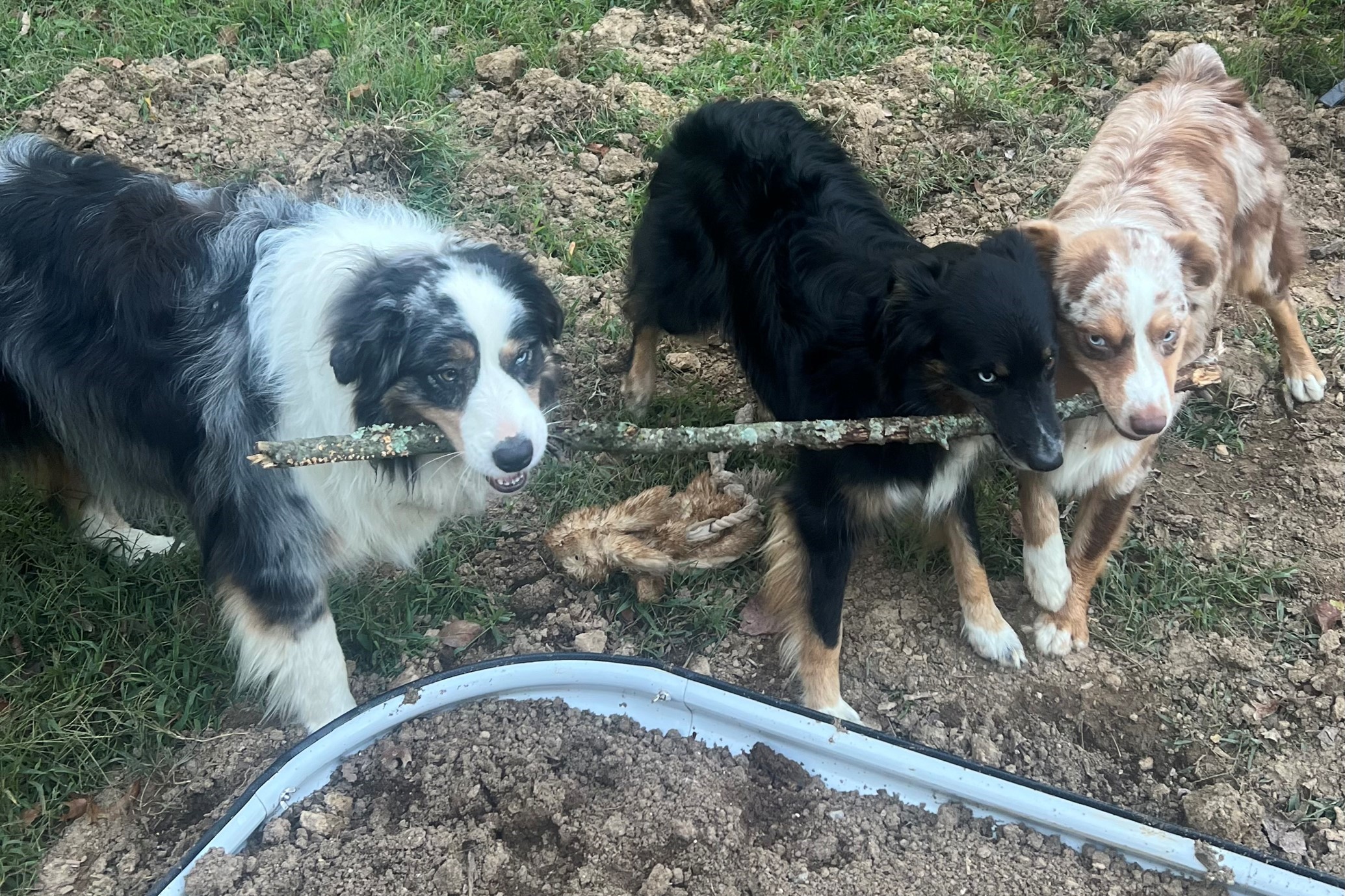 Krystal's dogs playing near the garden