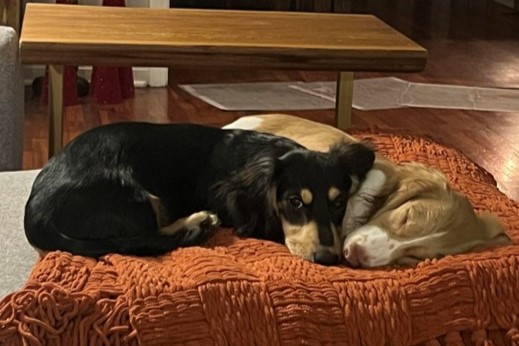 A picture of Roe's two long-haired dachshunds