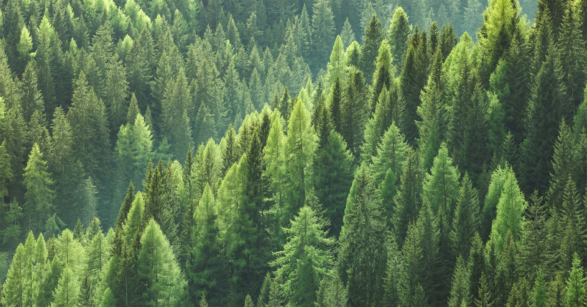 IMG DESCRIPTION or VIDEO TITLE HERE