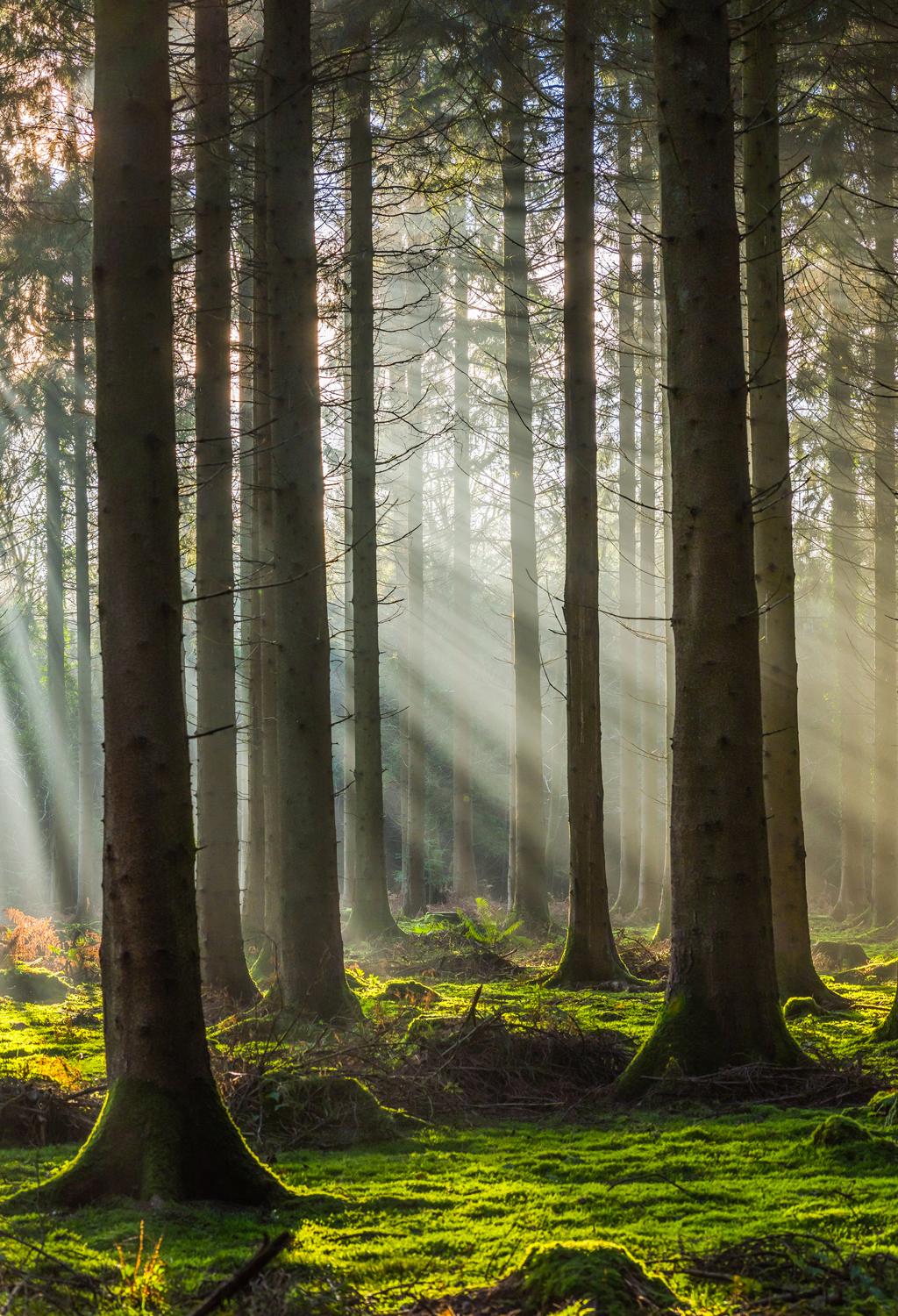 Trees with sun shining through