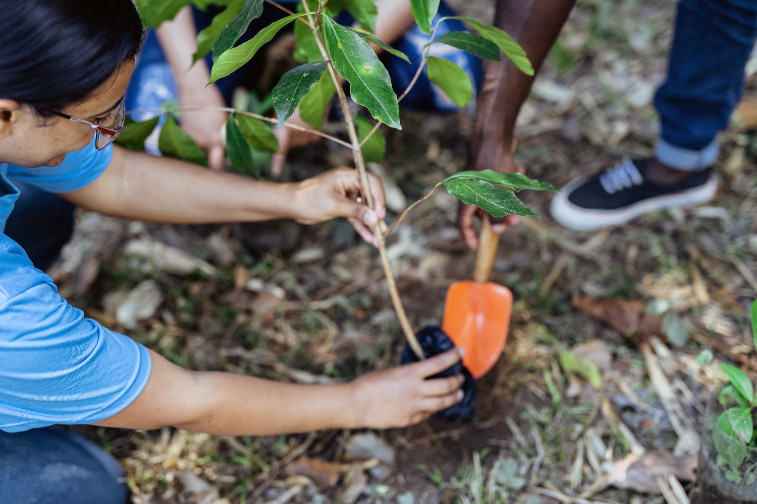 Tree planting