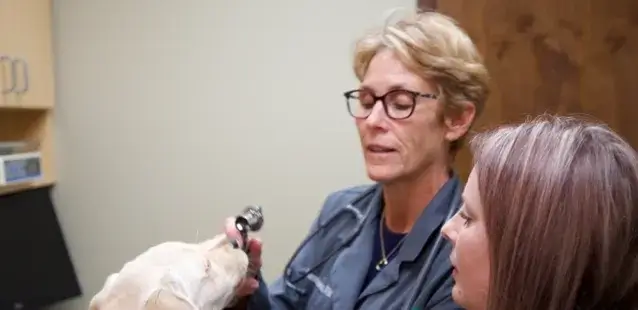 two vets examining a dog