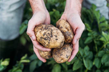 Hands holding potatoes