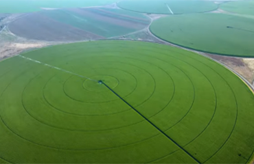 A green field