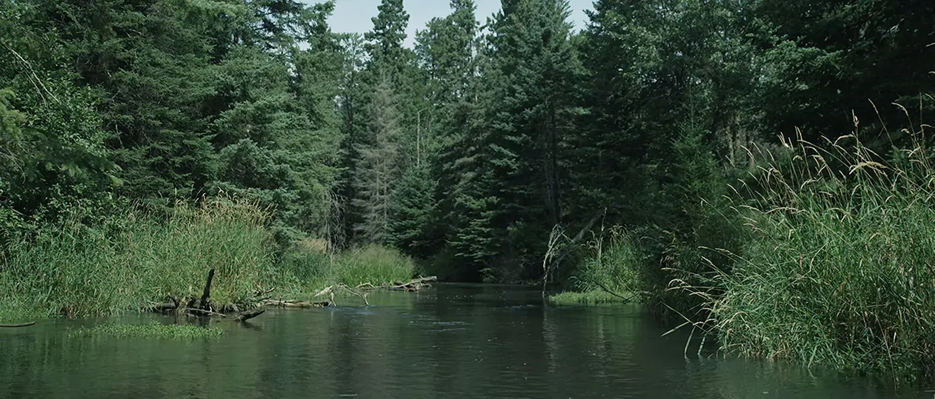 Marsh surrounded by trees