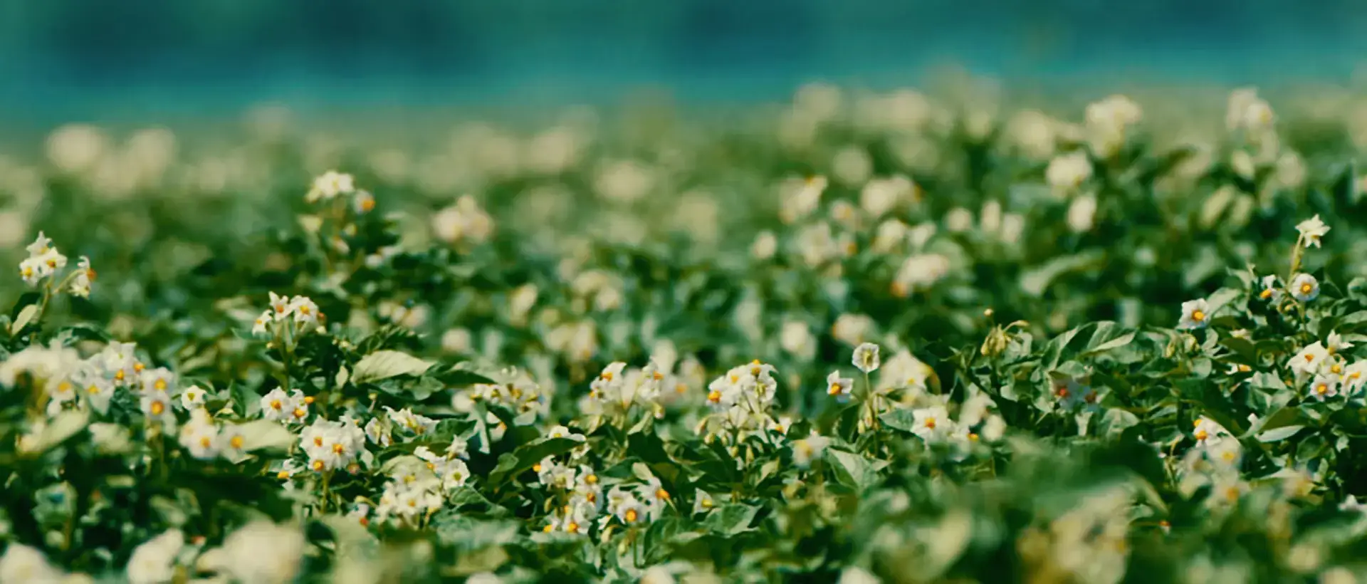 Flower field