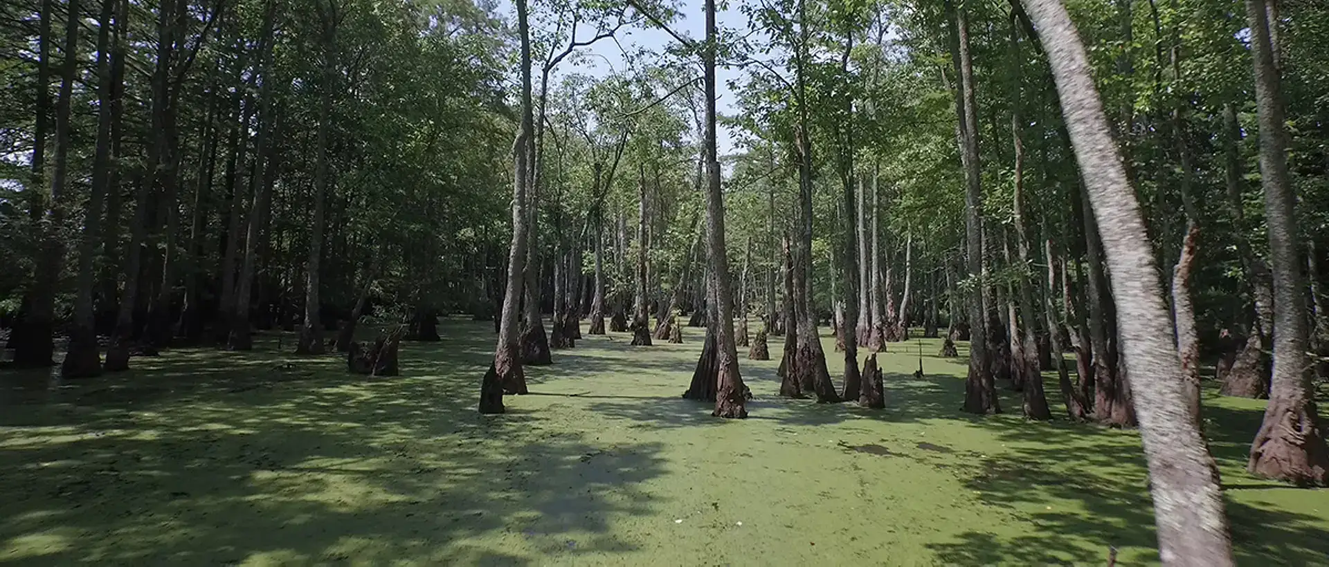 Swamp