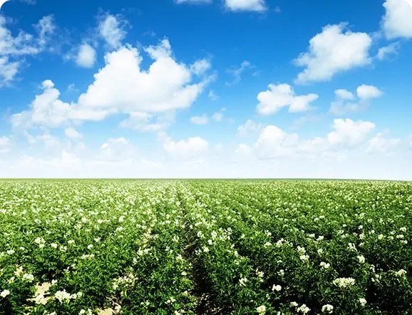 Agriculture field