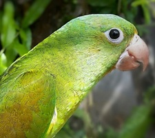 My bird