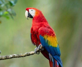 Parrot