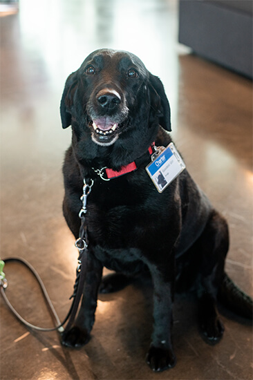 Image of a Spectrum employee’s guide dog posing for the camera inside of the Spectrum officet