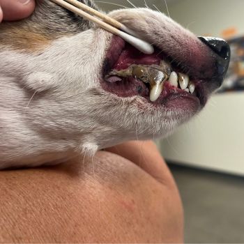 close up of a dogs teeth with end-stage periodontal disease