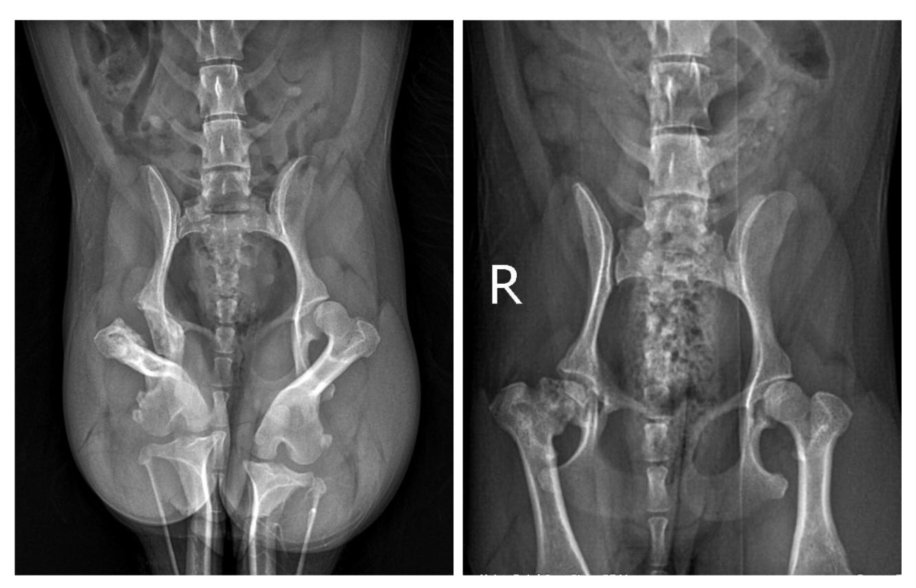 two xrays of a small anmial