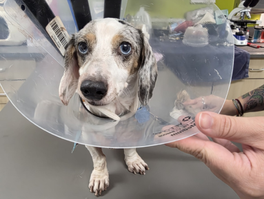 A small Dachshund wearing an e-collar (cone) stands in a veterinary treatment area during a post-operative recovery visit. The dog looks toward the camera while a veterinary team member steadies the cone