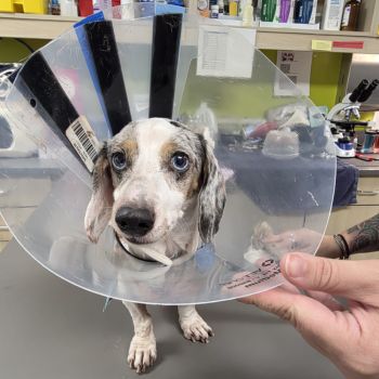 dog in cone