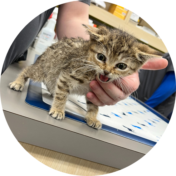 photo of French Fry the kitten