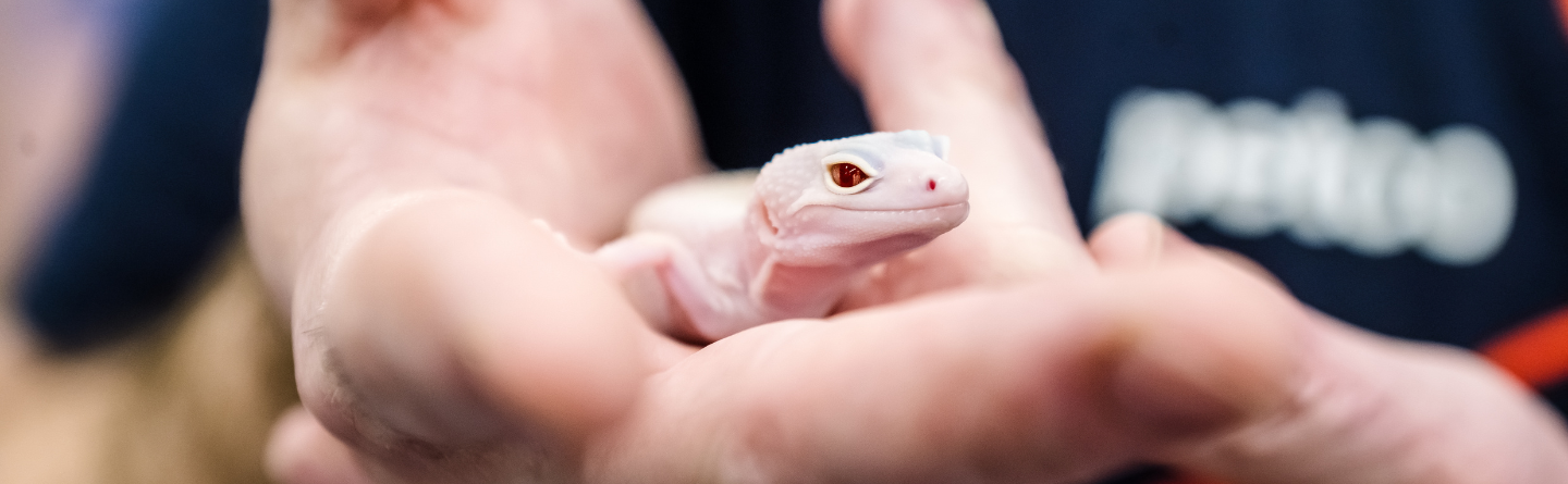 Close up photo of a lizard being held