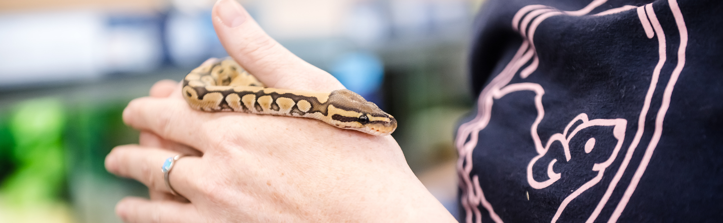 close up of an employee holding a snake