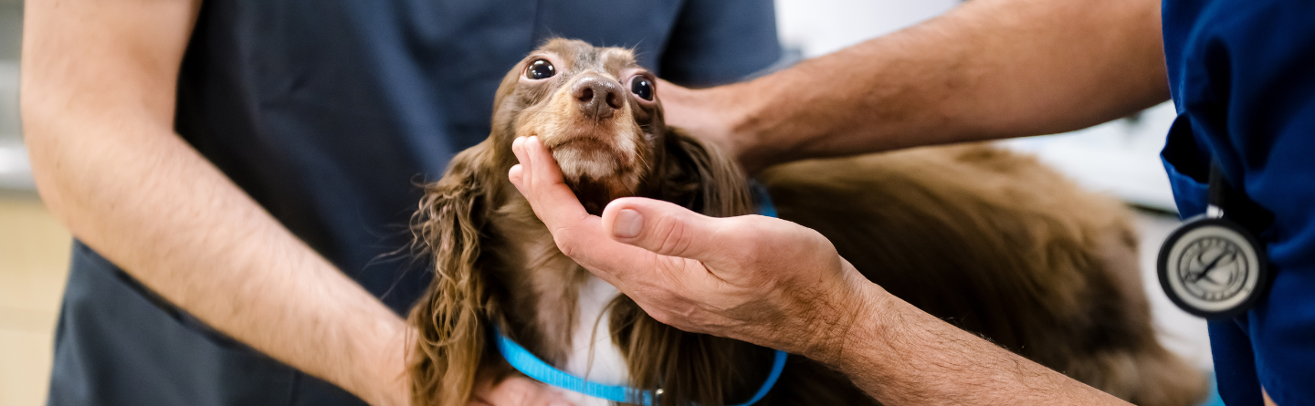 Veterinary team examining a small dog in a veterinary hospital.