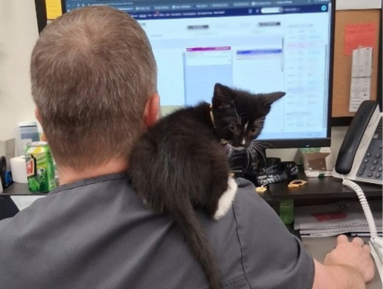 Vetco Total Care partner smiling in scrubs while holding a small kitten.
