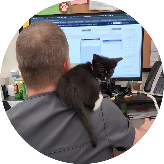 Veterinary professional working at a computer with a black-and-white kitten perched on his shoulder.