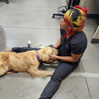 Veterinary team member sitting on the clinic floor providing comfort and care to a golden retriever during a visit. The team member gently supports the dog while seated in a treatment area of the hospital.