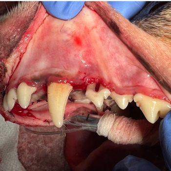 close up on post-op dogs teeth