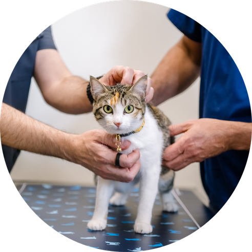 A white and tan car being examined.
