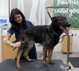 women looking down while grooming a dark dog