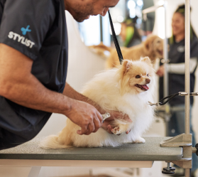 fluffy white got getting their nails trimmed