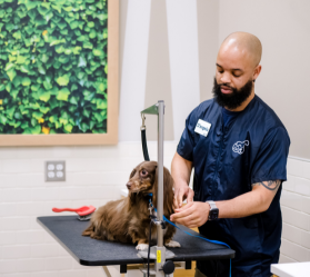 a black man grooming a little brown dog