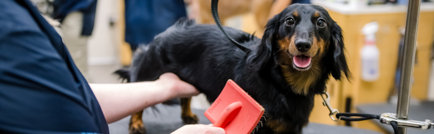 a dark dog getting brushed