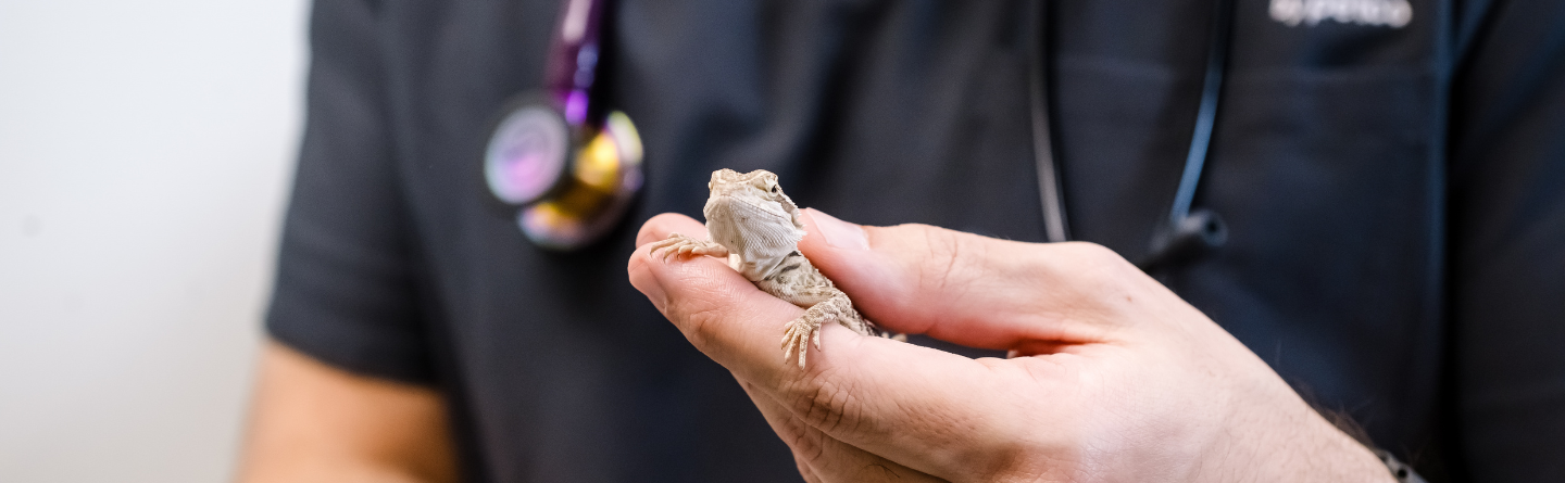 Close-up photo of vet holding a small, beaded dragon