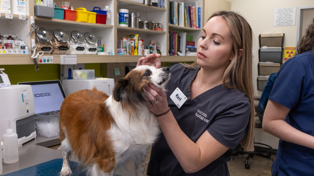 Vet Externship video