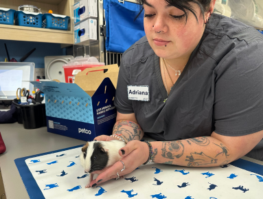 Woman hold a guineapig on an extra table