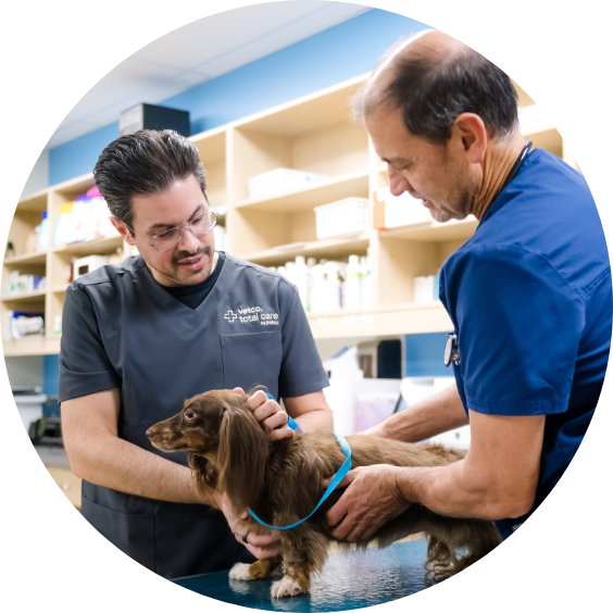 veterinary staff examining a small brown dog